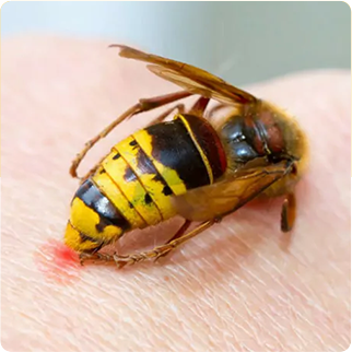 Guepurgence : abeille guepe frelons chenille